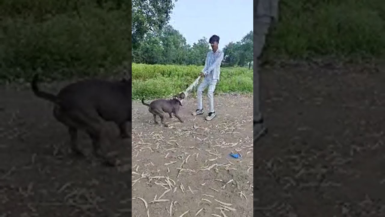 Max The pitbull is live! 