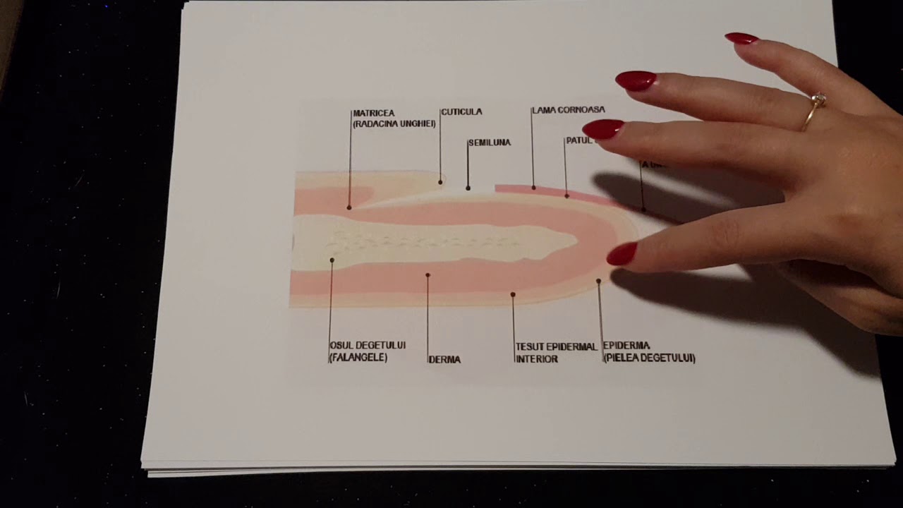 Anatomia unghiei si bolile infecțioase si neinfectioase ale unghilor