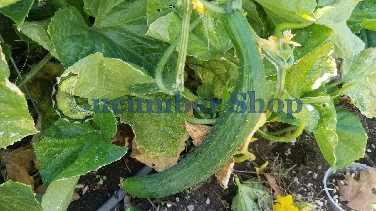 The China Jade Cucumber