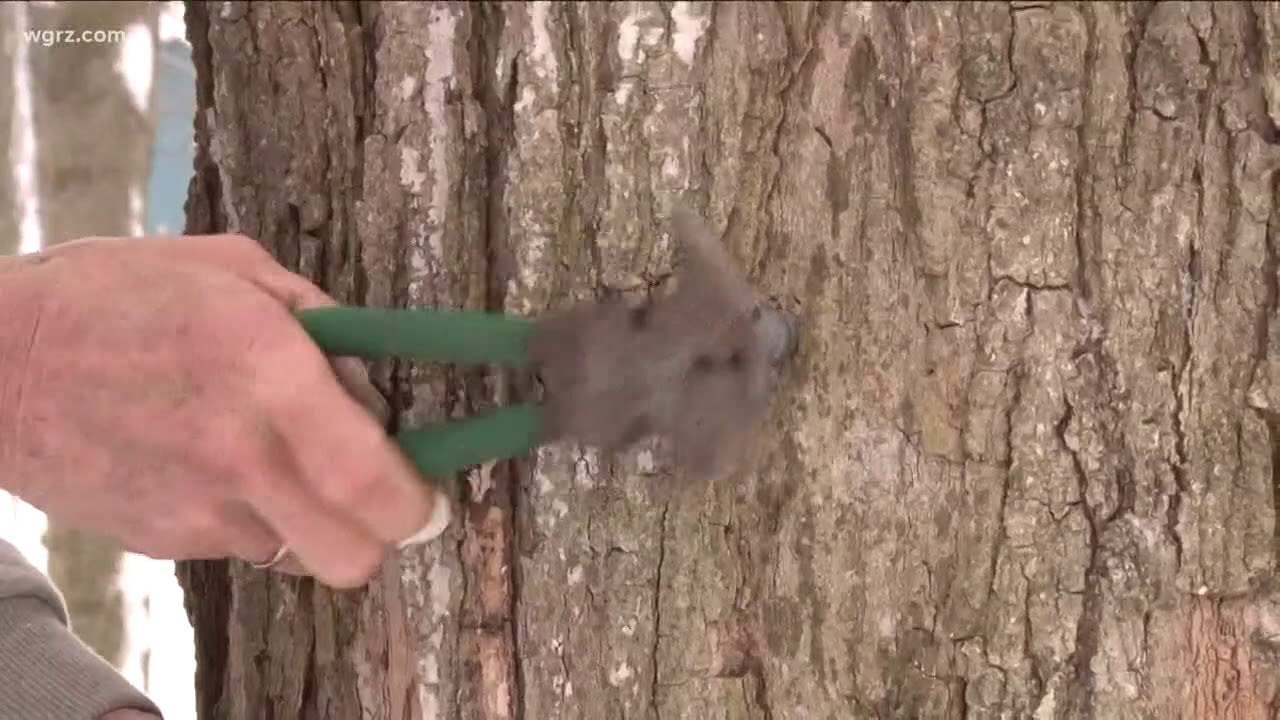Sap Not Flowing For Maple Weekend