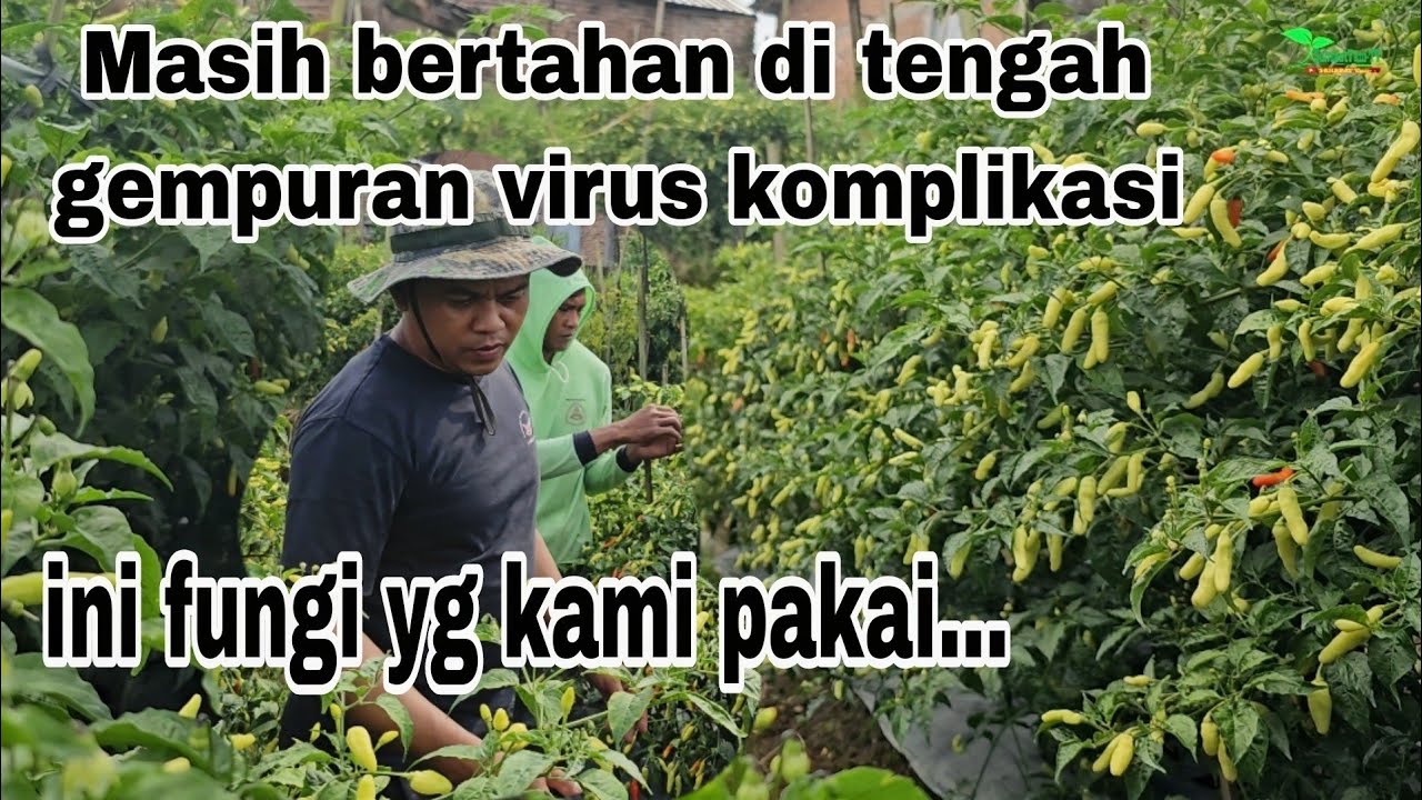 Cabai serasi tavi berbuah lebat aman dari layu