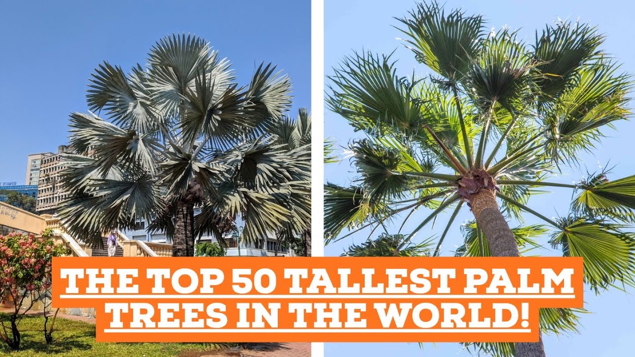 Top 50 Tallest Palm Trees in the World 🌴 | Palm Tree Height in Feet | Gardening with SNKM #palmtree
