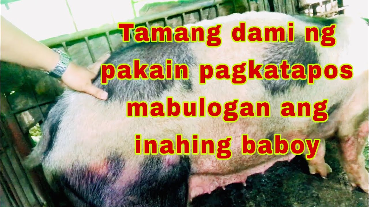 Gaano kadami ang feeds na ipapakain sa bagong bulog na inahing baboy | Ryan Patenio