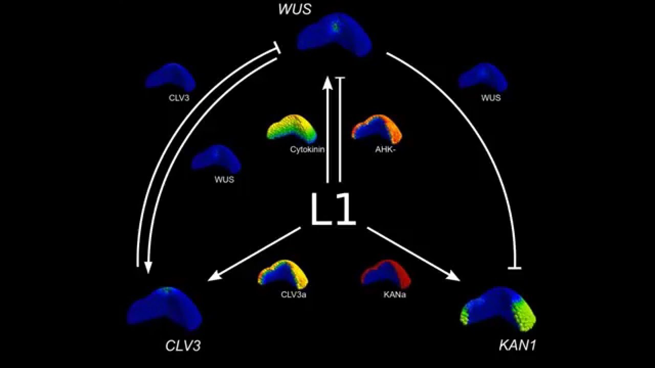 An epidermis-driven mechanism positions and scales stem cell niches in plants