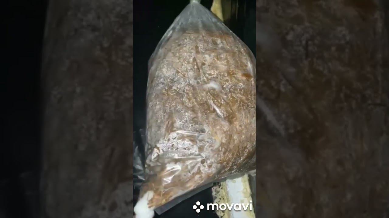 نعود لكم مع عمل ميداني من جديد لزراعة الفطر المحاري موثق بالفيديوهات مرحلة مرحلة لتعم الفائدة .