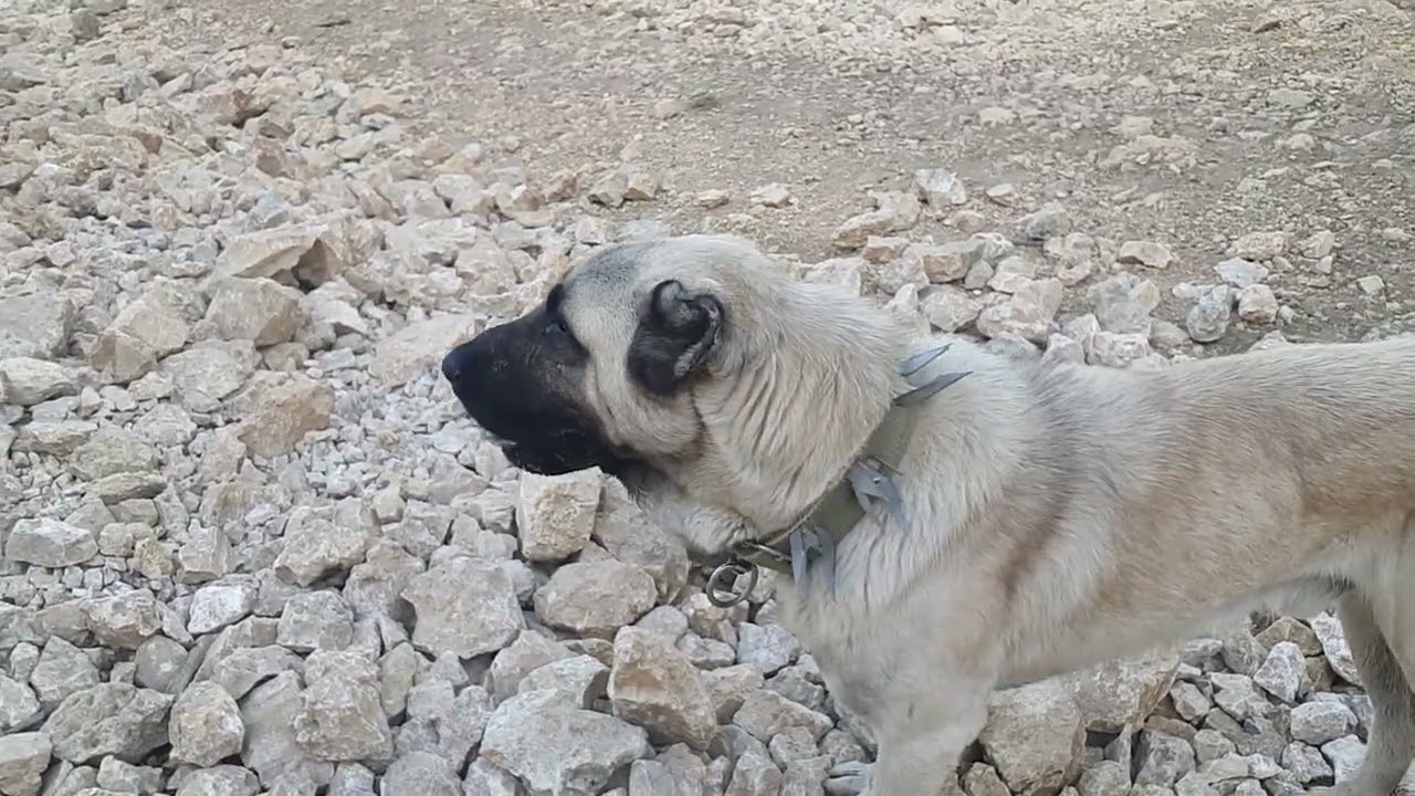 Pertek pınarlar nahiyesi ve siirt yani Caliozu köyü keçi sulama ve Dut meyvesi keçi yetistiriciligi