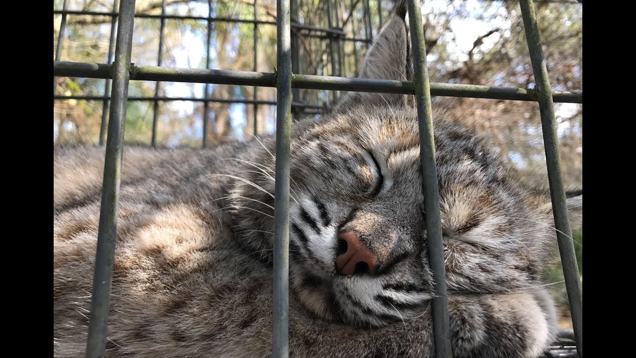 Breakfast With Bobcats 2018 02 10