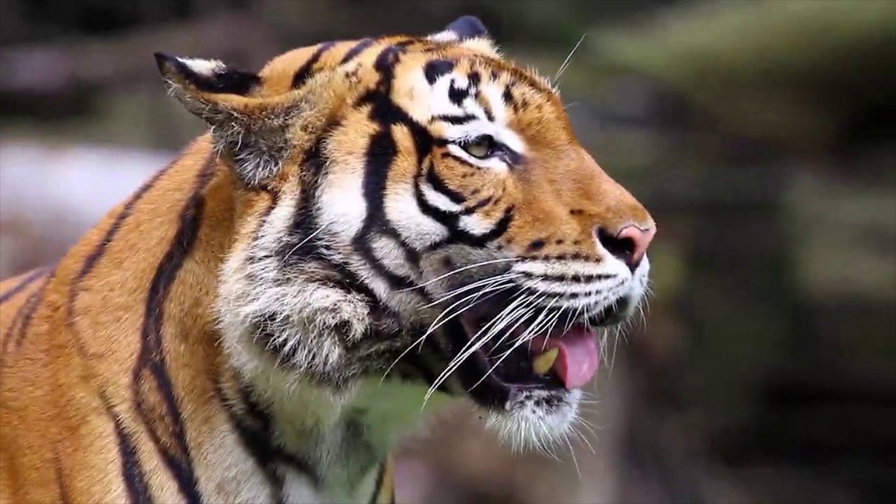 De tijger - Lespakket van WWF over de tijger