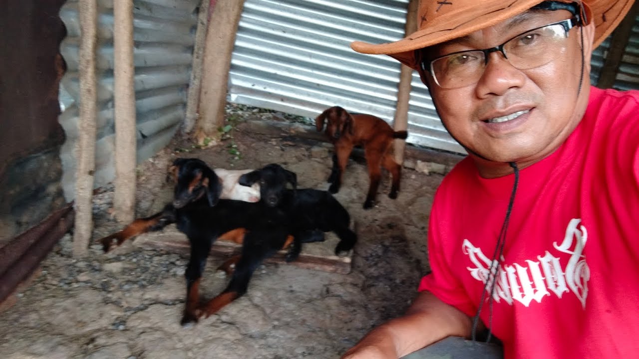 Dami na nang anak ng kambing (teambully) souwierd