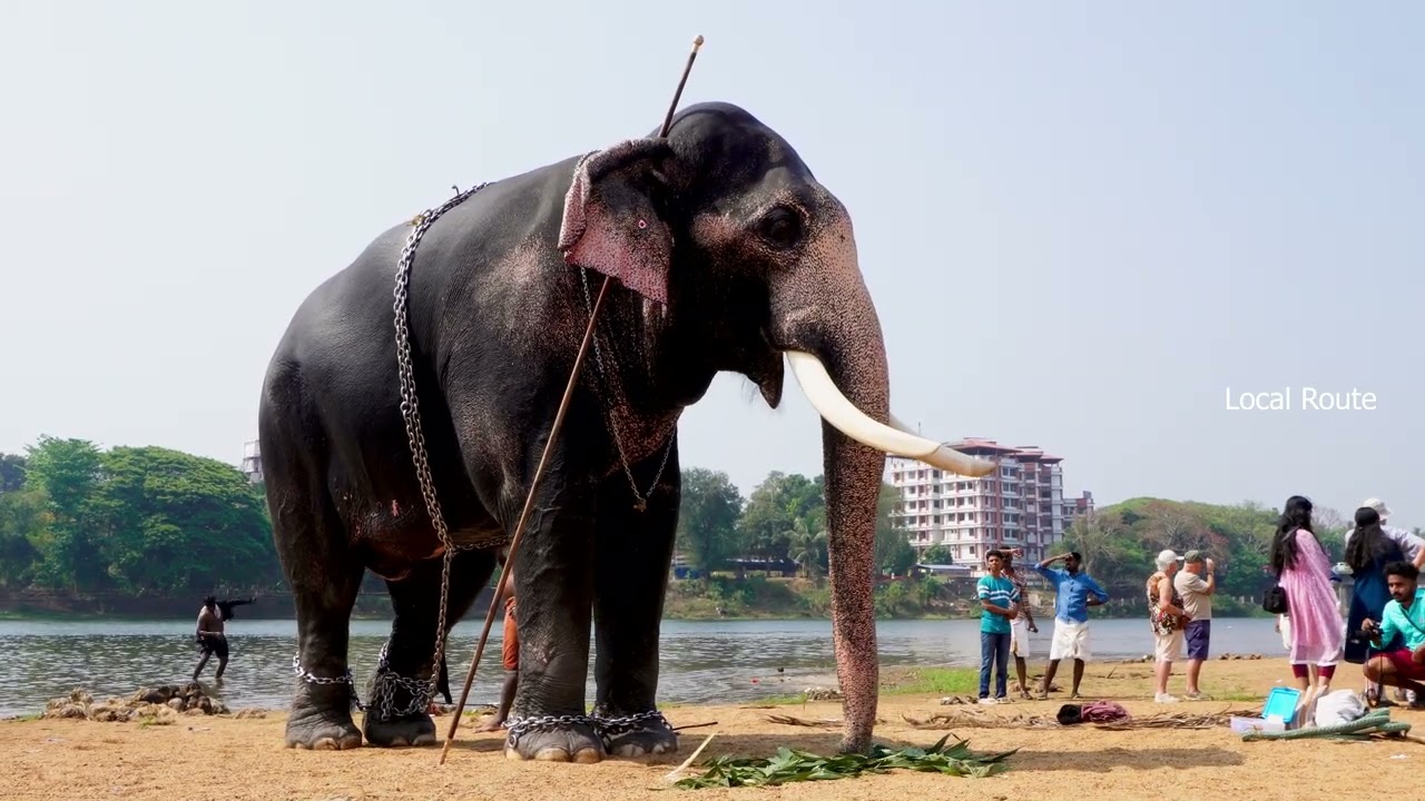 നിളയിൽ നീരാട്ടിനിറങ്ങി നന്തിലത്തെ വല്ല്യാനക്കുട്ടി | സ്വീകരണമൊരുക്കി ആരാധകർ Nandilath gopalakrishnan