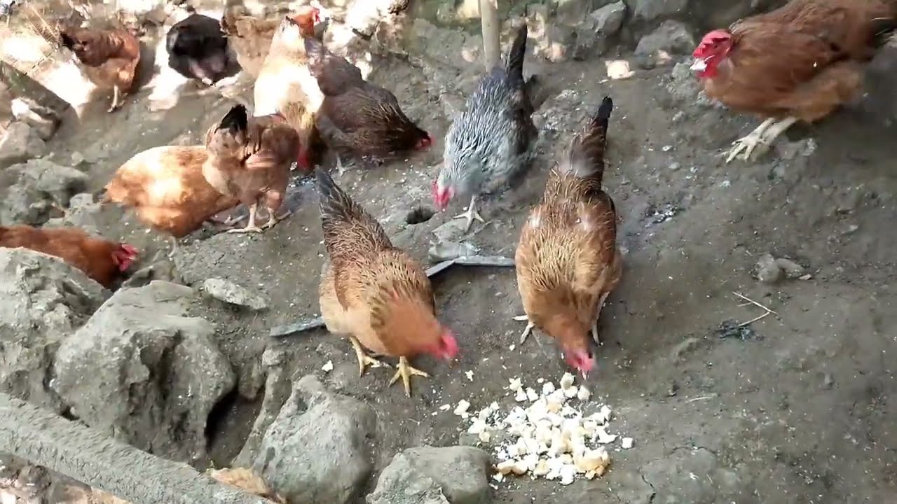 Alimentando mis gallinas con pan  - J7D