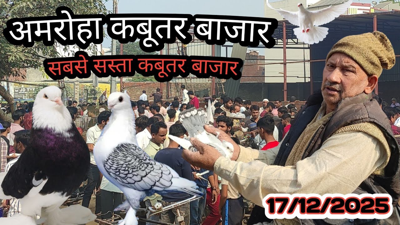 🔥 Sabse Sasta Kabootar Bazar Amroha📍अमरोहा कबूतर बाजार #pigeon #kabootar #kabootarmarket 
