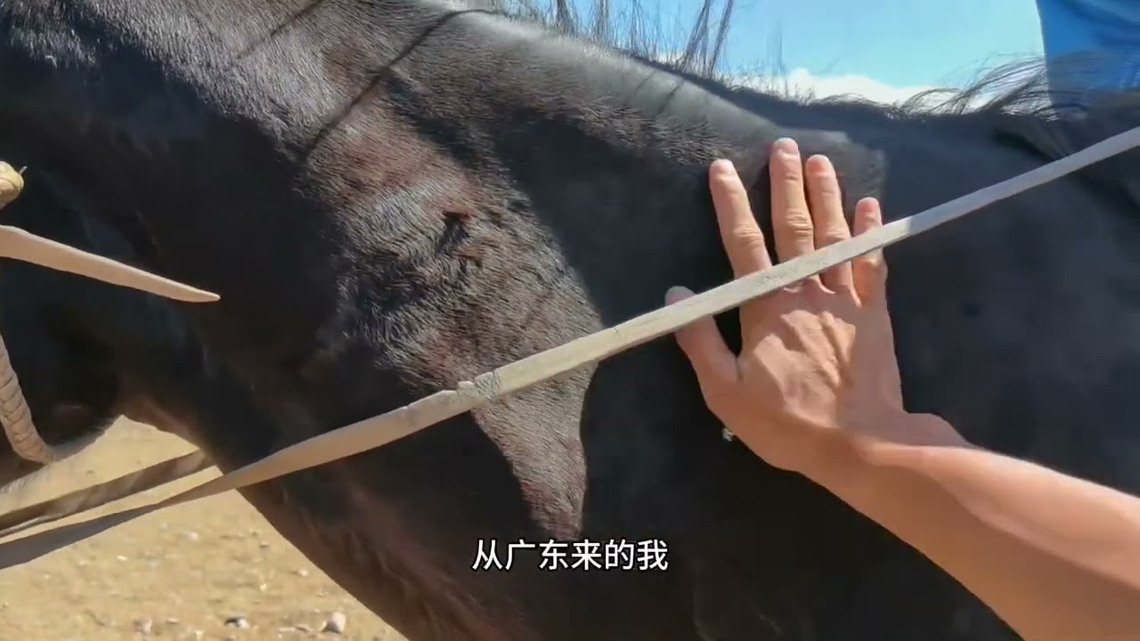不骑摩托换马试一试，伊犁马贵不贵，马匹市场问一圈价格，超出我的预算了