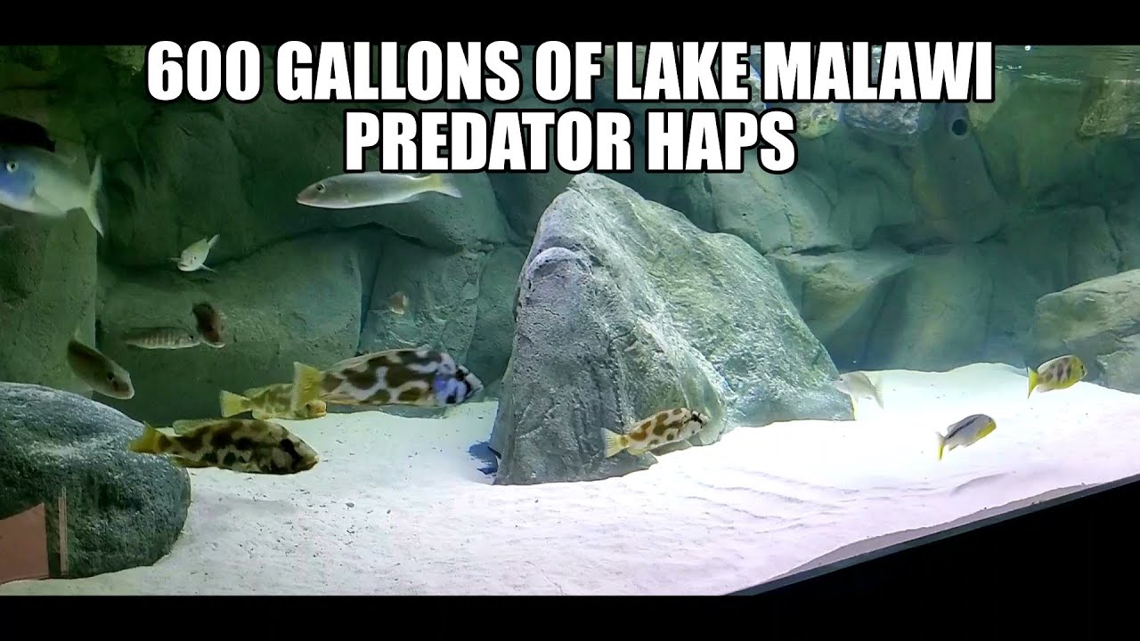600 Gallon African Cichlid Aquarium Update