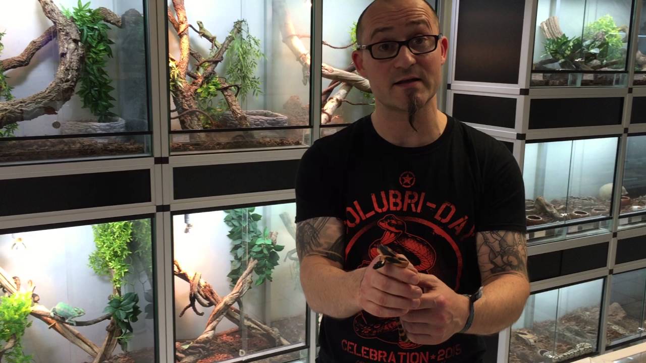 Pr&eacute;sentation de Botrochilus boa