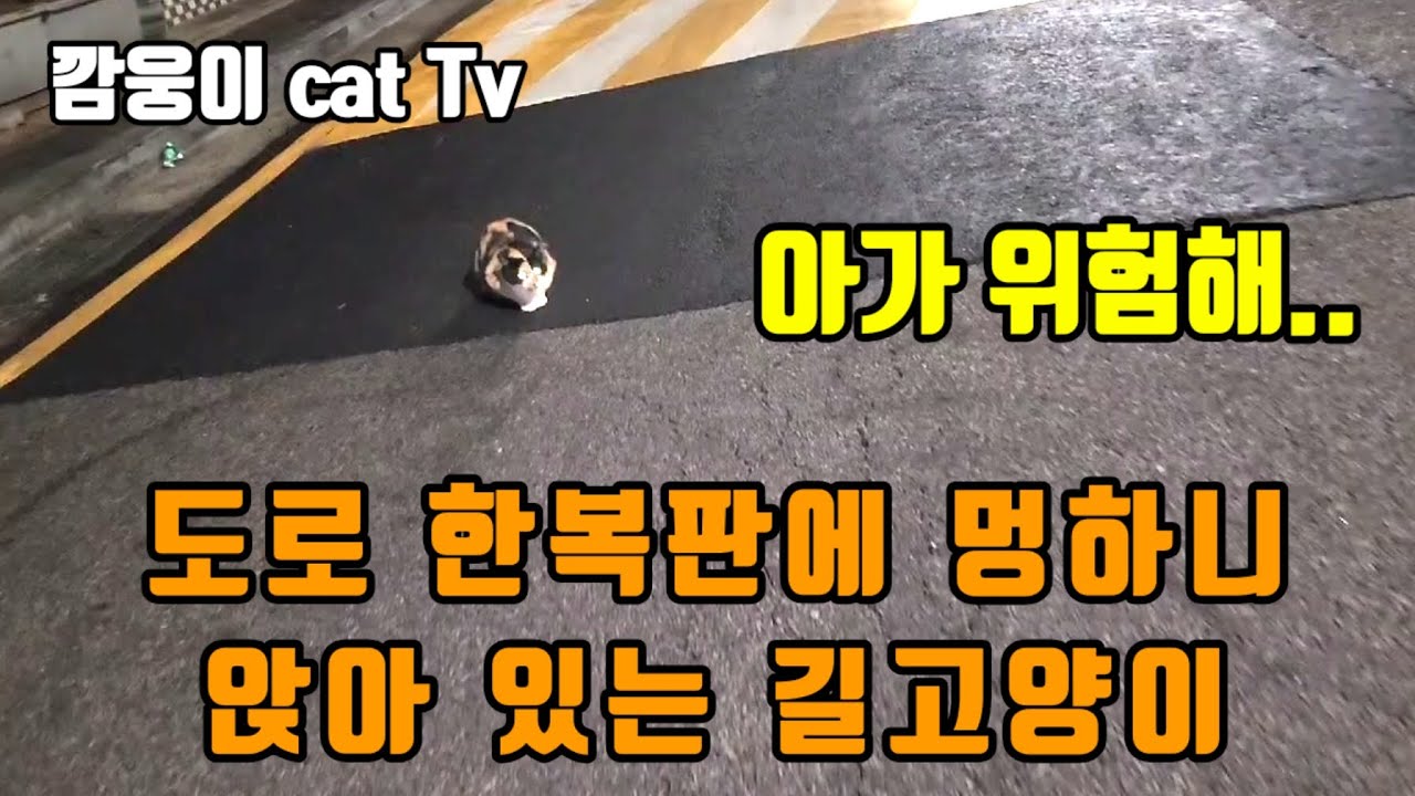 도로 한복판에 무방비 상태로 얼음 되버린 길고양이 