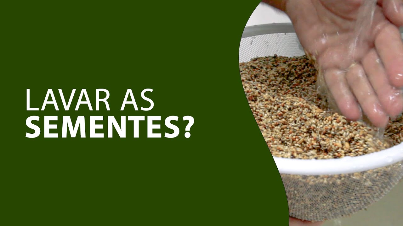 Por que devemos lavar as sementes?