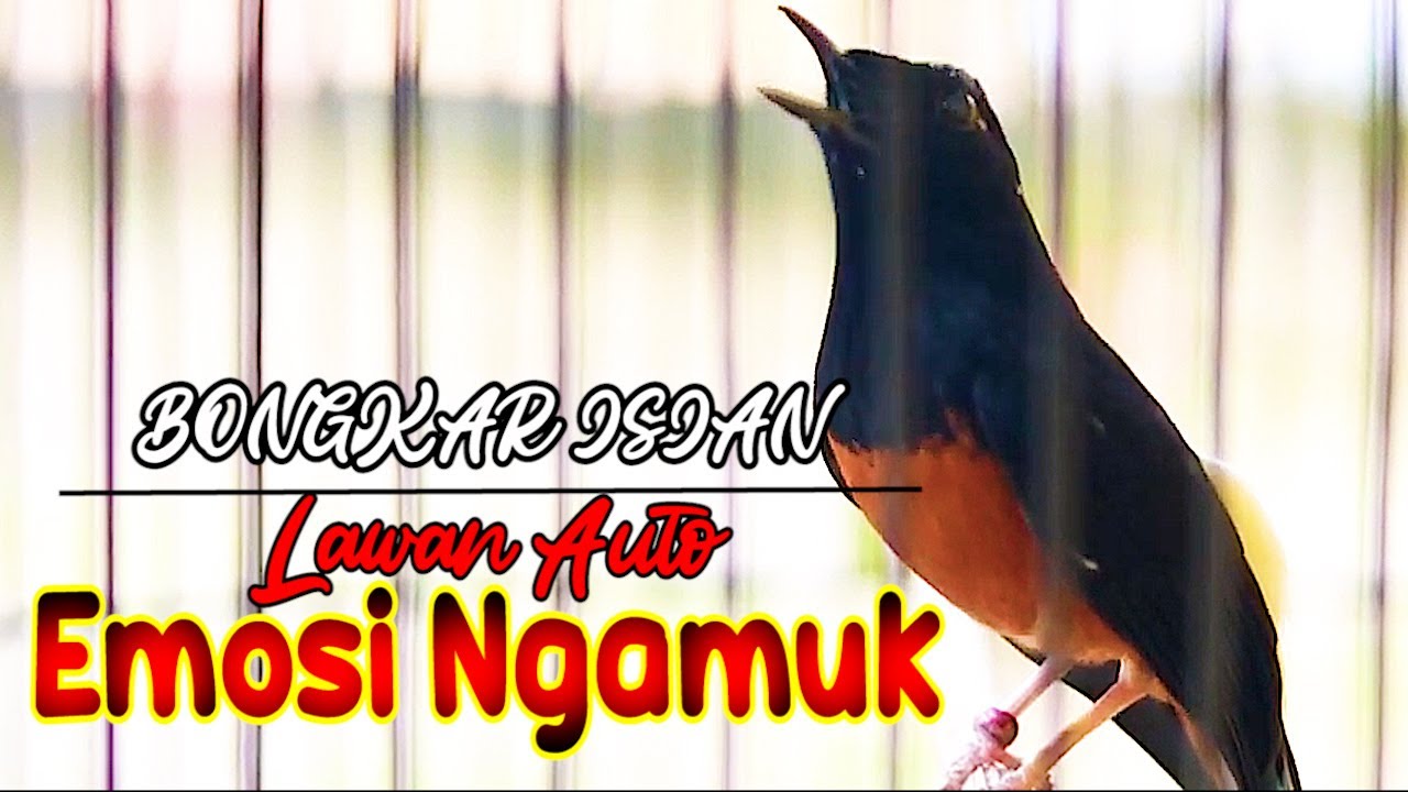 MURAI BATU BONGKAR ISIAN TEMBAKAN, PANCINGAN MURAI BATU YANG MACET JADI EMOSI