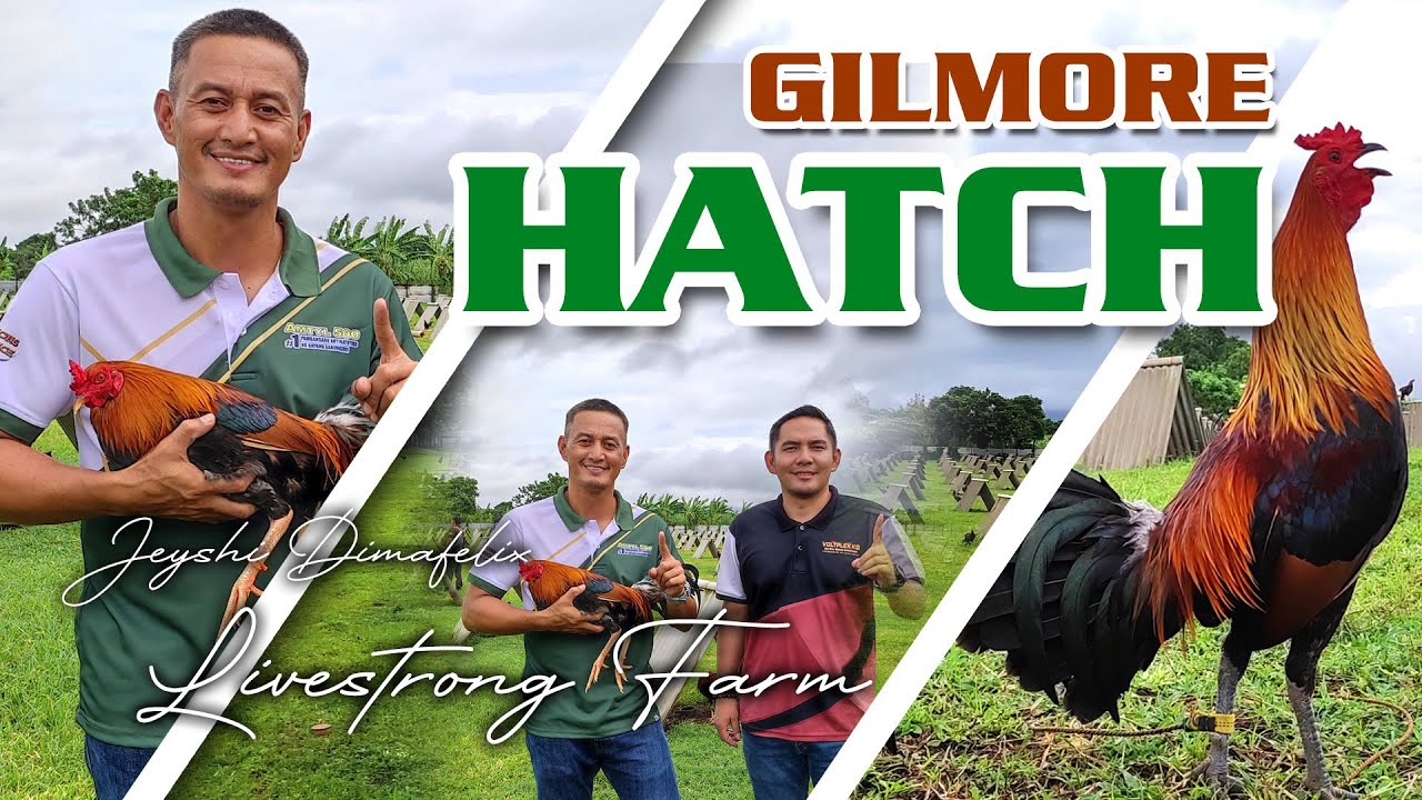 GILMORE HATCH (Blackwater) of Jeyshi Dimafelix - Livestrong Farm