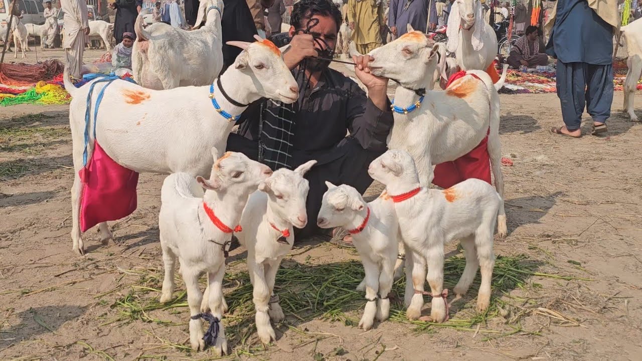 19date 2026 Friday night market of goats with kids Check rates for 2233 children of goats 