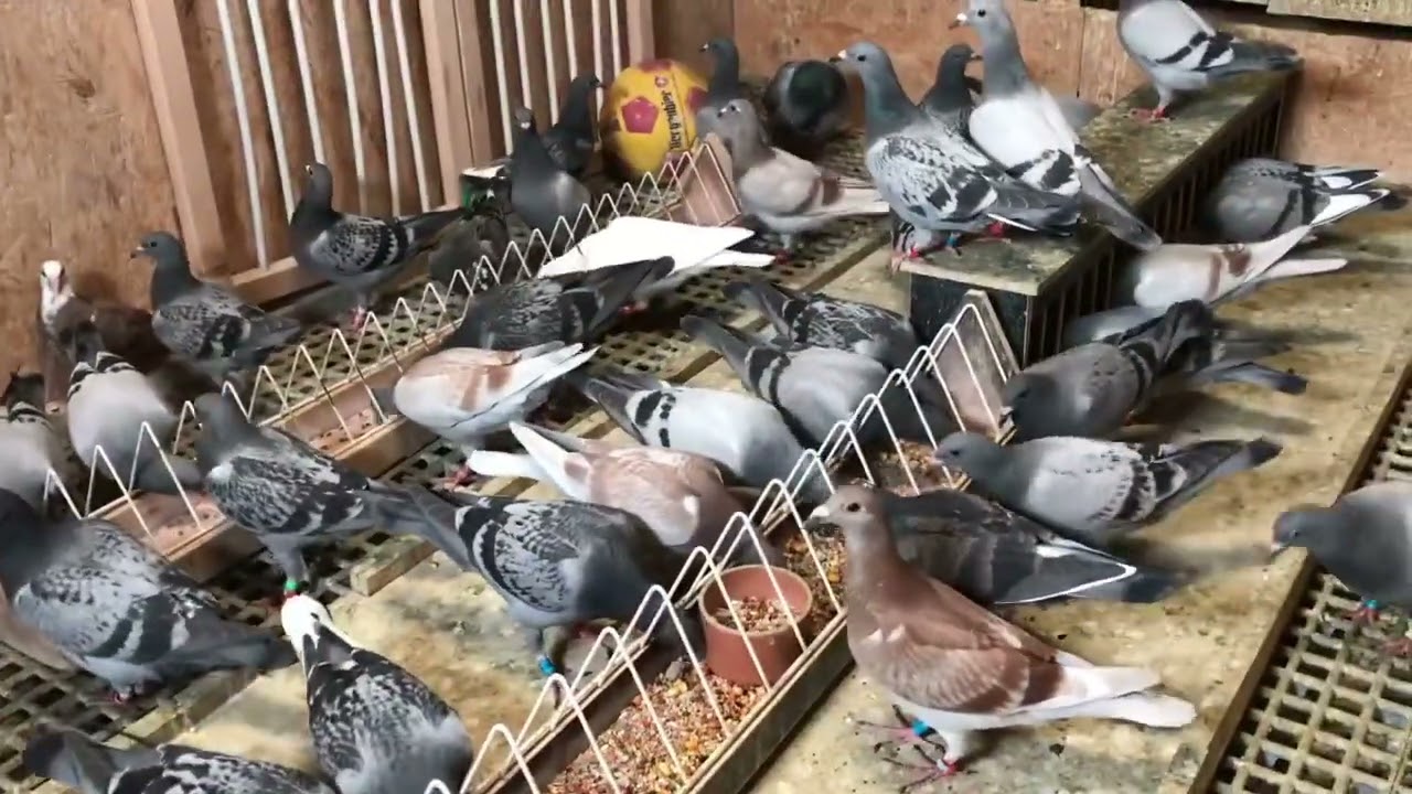 Despre Puii 17/05/2021 după perioada de înțărcare cum procedez su sa tin pui sănătoși 🕊🇷🇴