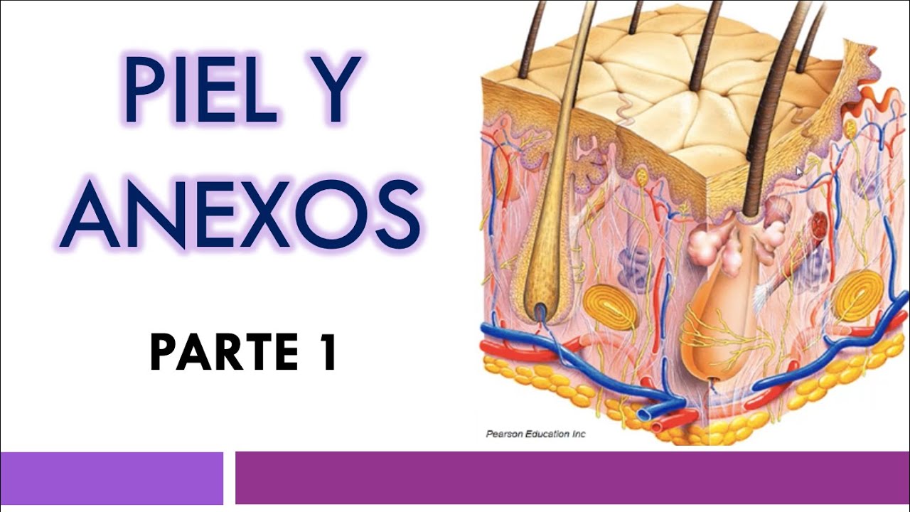 HISTOLOGÍA de la PIEL  |  Parte 1