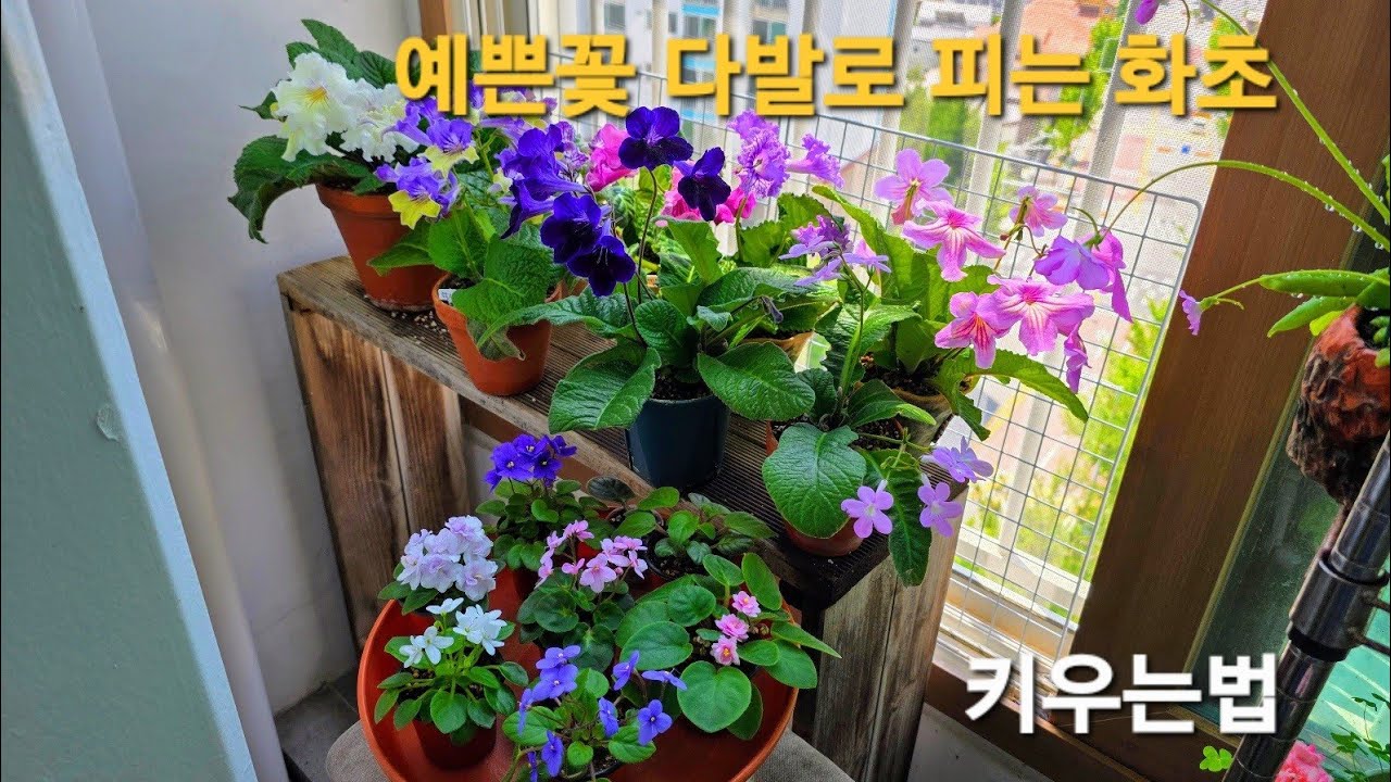 예쁜꽃 다발로 피는 화초  키우는법