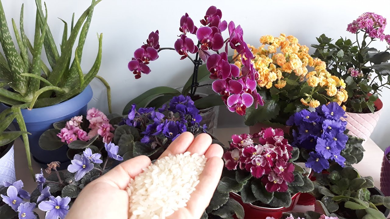PİRİNÇ SUYUNUN ETKİSİNİ DUYDUĞUNUZDA İNANAMAYACAKSINIZ,PİRİNÇ SUYU İLE ÇİÇEK COŞTURAN YAPIMI,FLOWERS