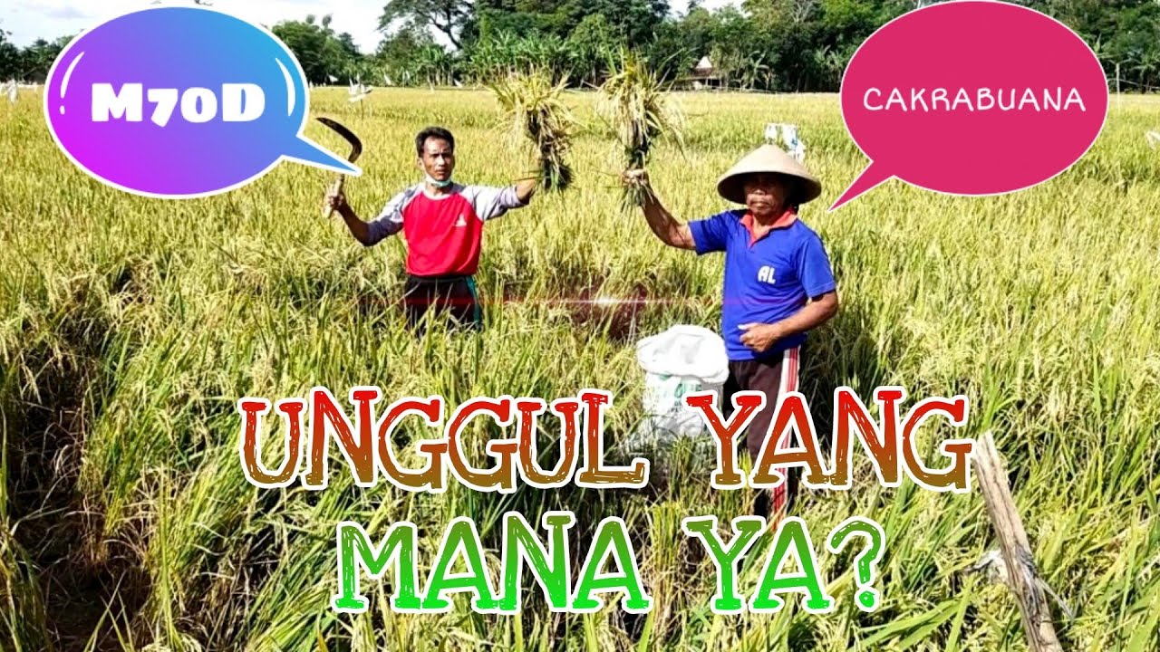 Uji Unggul Cakrabuana atau M70D, ini hasil ubinannya #ubinpadi #padiumurpendek #ip400sukoharjo