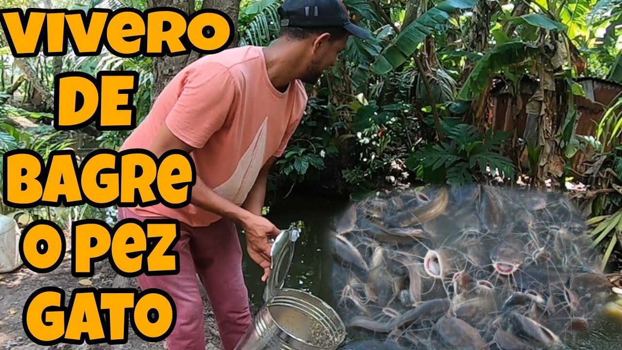 CATFISH AND CATFISH ...VIVERO DE BAGRE O PEZ GATO EN LA (REPÚBLICA DOMINICANA) 🇩🇴