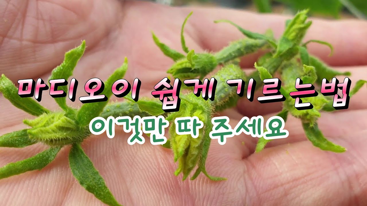 마디오이 쉽게 키우기🥒오이 넝쿨만 뻗지 않고 열매가 잘 열리게 하기 위한 곁순제거법➡️ 오이 첫 웃거름주는시기, 마디오이순치기
