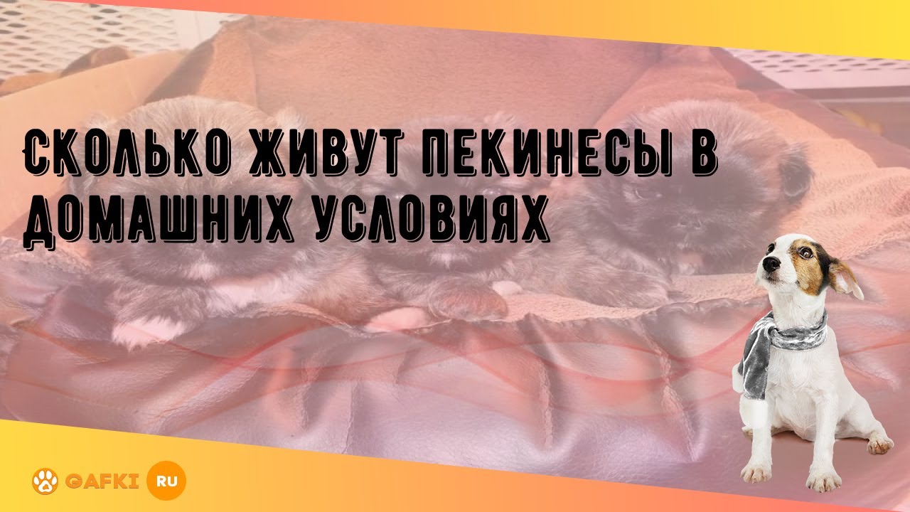 Сколько живут пекинесы в домашних условиях
