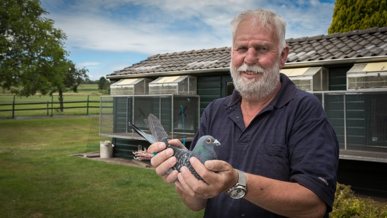 National winners ZLU 2020 - Agen (old birds): Giel Janssens, Epen