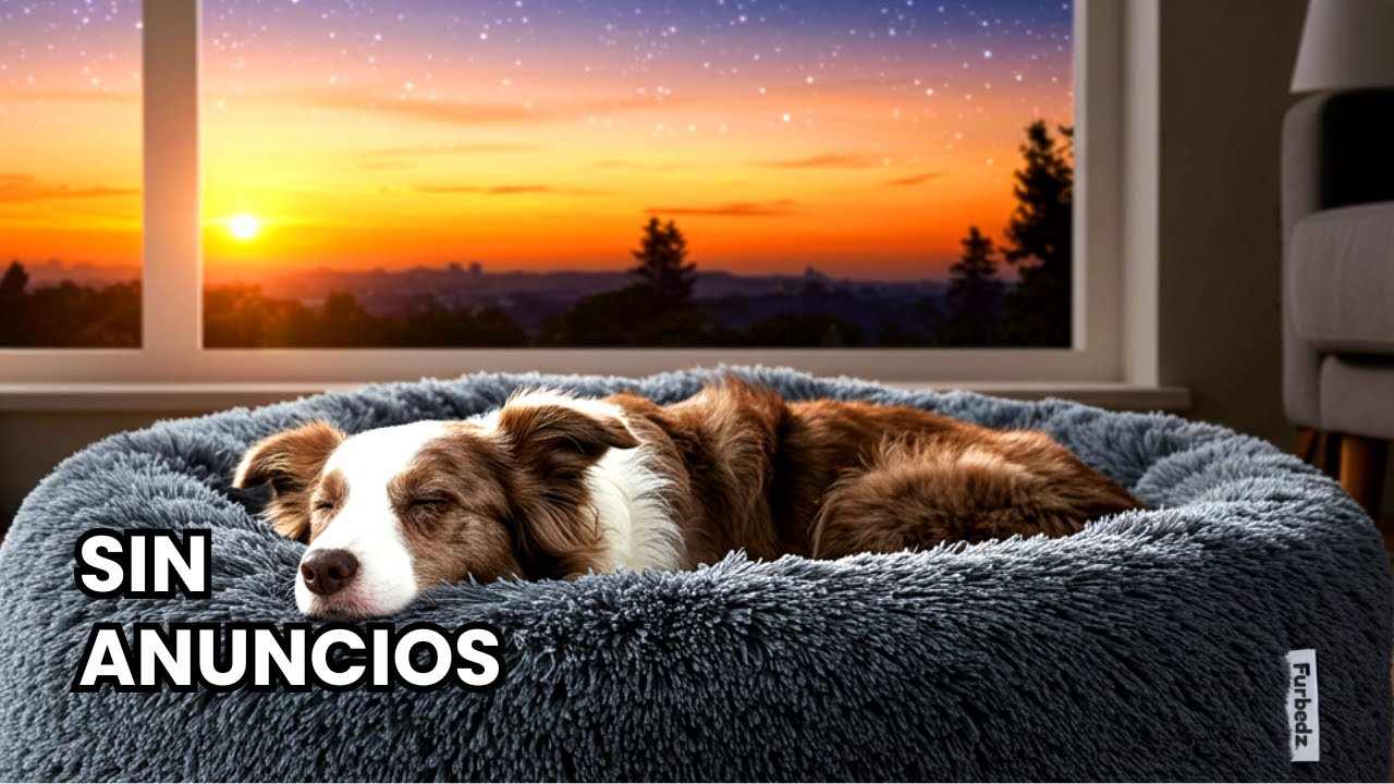 12 Horas de M&uacute;sica para Dormir Perros Profundamente (sue&ntilde;o reparador)