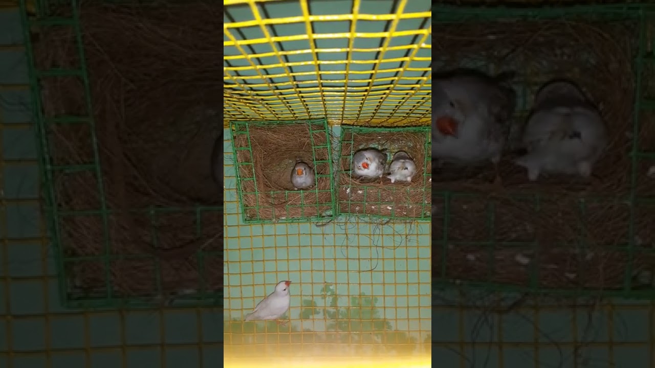 zebra finch Nest box #shorts #youtubeshorts #viralinstareels #zebrafinch #zebrafinchbreeding #viral
