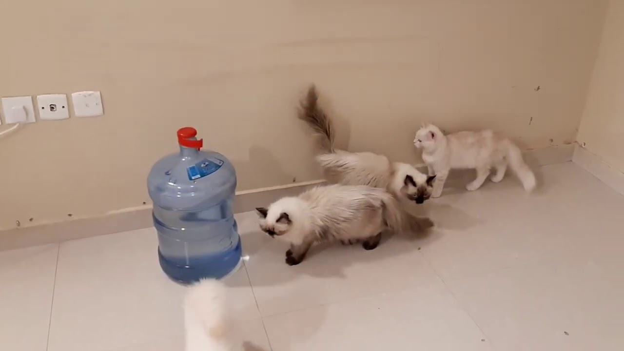 شاهد😉↩كذا نزل انتاج( الهملاي البكي فيس)😻مع القطط الاخر↩الحلقه الرائعه👏