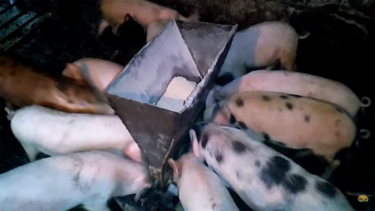 Кормушка для поросят своими руками / Feeding trough for piglets with own hands