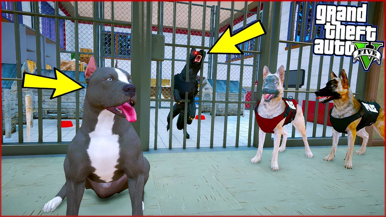 SİVAS KANGALI ŞEYTAN DELİRİYOR VE PİTBULL'U ÖLDÜRMEK İSTİYOR! - GTA 5