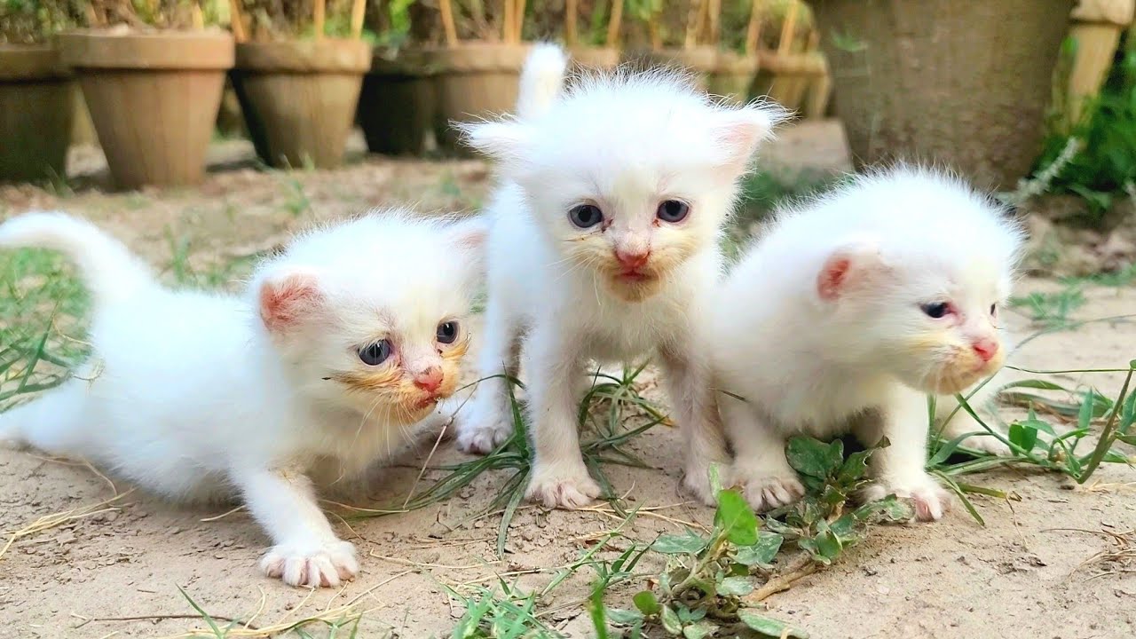 Homeless Kittens Cry for Their Mama Until a Kind Rescue Brings Them Safety and Love 🐱💖🐾