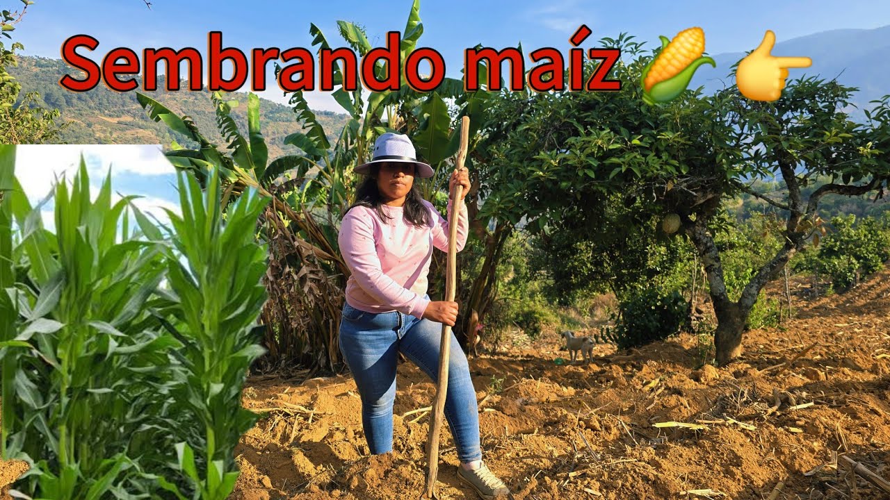 Empezó la temporada de siembra ,les mostramos como obtenemos el  maiz🌽