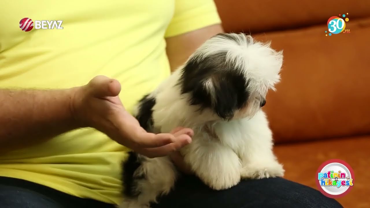 Köpek bulunan bir eve ikinci köpeğin gelmesinin etkisi nasıl olur ?