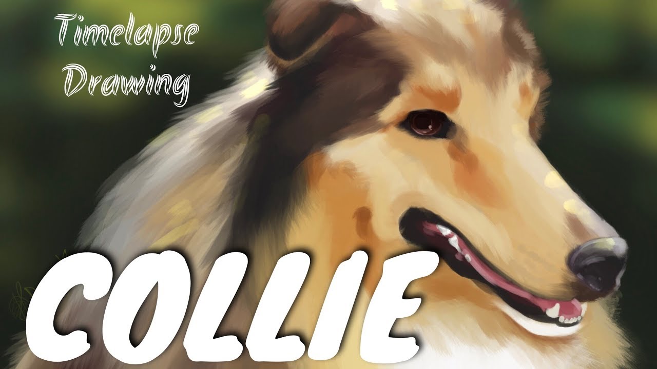 COLLIE – Timelapse Drawing