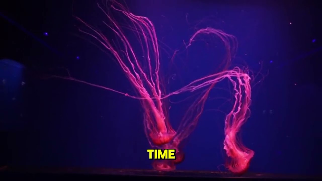 Why Fish Don’t Drown