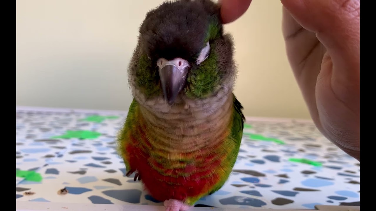 It’s Nap time for Skittles, so why not a lullaby 🥰