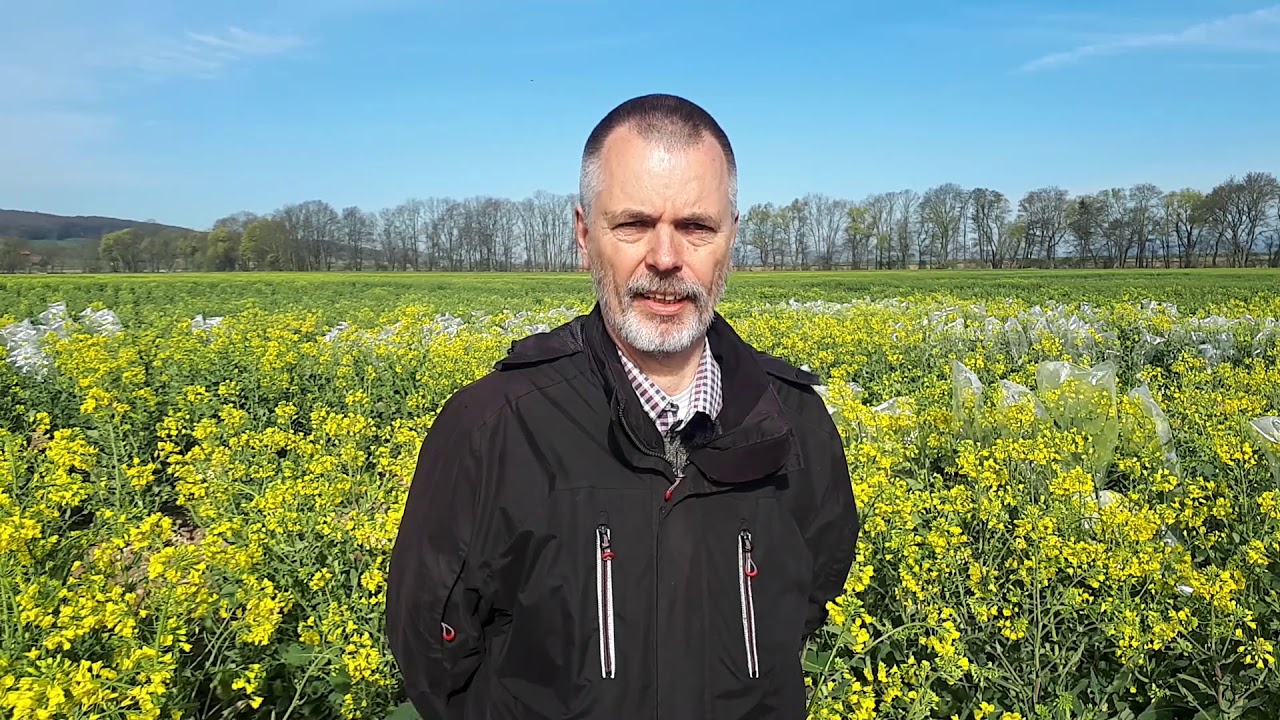 KWS Raps Storys 2020 - Resistenzz&uuml;chtung im Winterraps