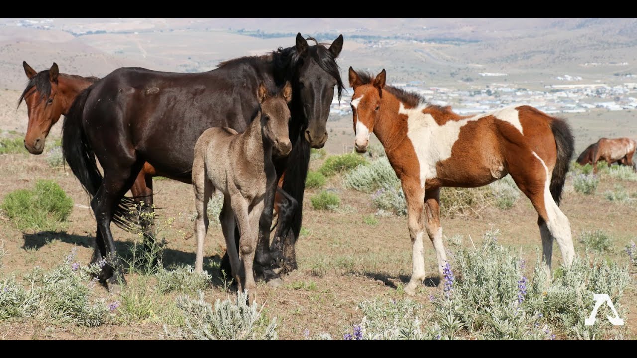 AWHC's Humane Fertility Control Program for Wild Horses
