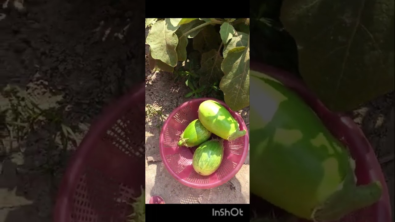 শুভ সকাল বন্ধুরা 🌞🌞