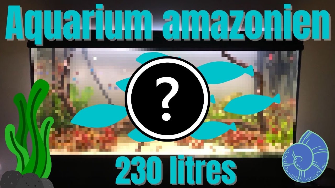 MON AQUARIUM 230 LITRES AMAZONIEN !!!