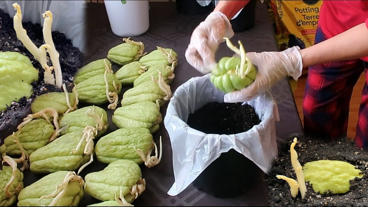 Ươm giống su su