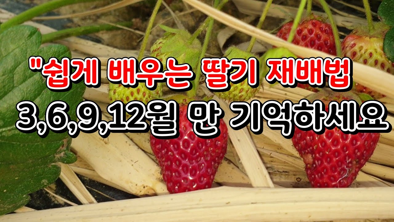 텃밭에서 쉽게 배우는 노지 딸기 재배법 🍓노지 딸기 수량 늘리기 꿀팁
